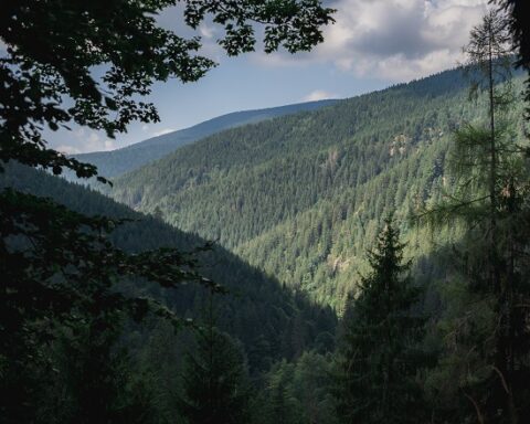 pahernikovi gozdovi