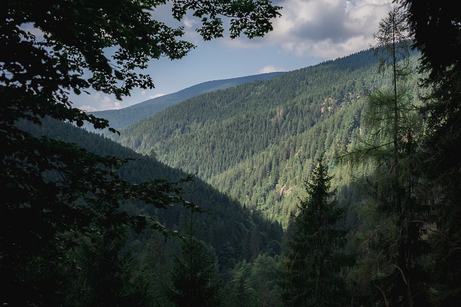 pahernikovi gozdovi