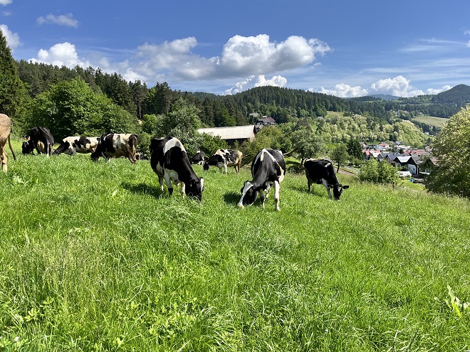 krave na paši
