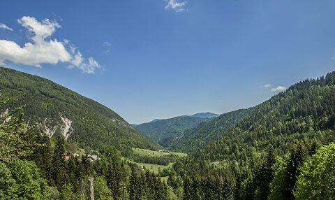 koroški gozd