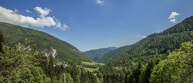 koroški gozd