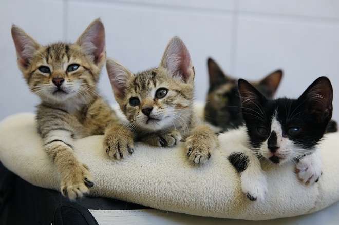 2 tigrasti in 2 črni mladi muci